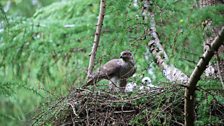 A nest of wild goshawks