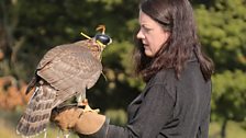 The close bond between falconer and bird