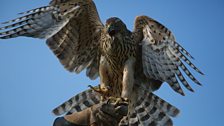 Lupin the goshawk