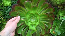 Outsized Aeoniums