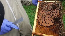 Inspecting the hives