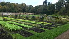 Kitchen Garden