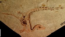 Fossil specimen of Sinosauropteryx.