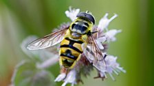 Hoverfly