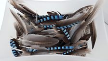 Box of Jay Feathers