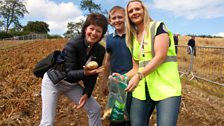 Gathering tatties