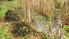 Pond Work