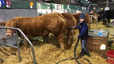 Never to young to start showing cattle