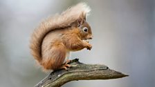 Red Squirrels