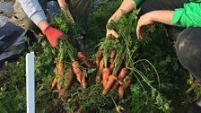 Carrot Harvest