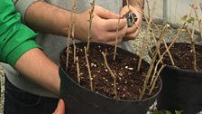 Hardwood cuttings