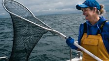 The nets are used to get the bass from the line