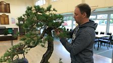 Bonsai Masterclass