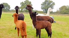 A breeding herd of Alpaca