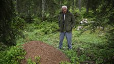 David Attenborough uncovers the secrets of the wood ant super colony.