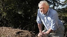 David Attenborough inspects a super colony nest.