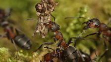 A foraging wood ant carries a piece of bark back to the nest.