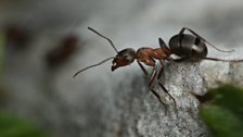 A wood ant, one of the millions from the super colony.