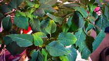 The Poinsettia Problem