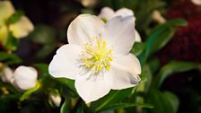 The Christmas Rose