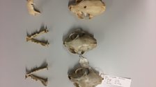 Wild, feral and domestic cat skull and jawbones