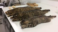 Wild, feral and domestic cat skins and furs