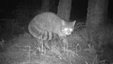 A Scottish Wildcat