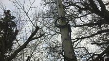 Cables in trees