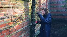 Pear Pruning