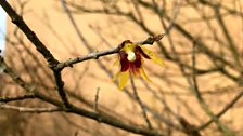 Wintersweet