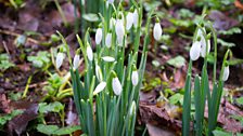 Springhill Snowdrops