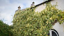 Ivy for Birds