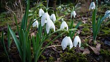 Snowdrops Ballyrobert