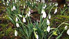 Snowdrops Ballyrobert