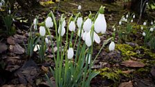 Snowdrops Ballyrobert