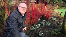 Ballyrobert Snowdrops