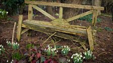 Ballyrobert Snowdrops