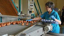 Sorting Eggs