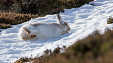 Mountain Hare