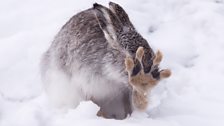 Mountain Hare