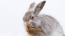 Mountain Hare