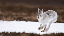 Mountain Hare