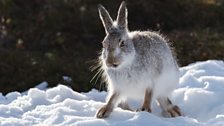 Mountain Hare