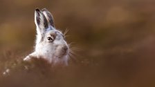 Mountain Hare