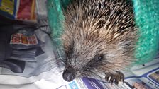 Hedgehog populations are falling in rural areas