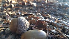 Raining Acorns