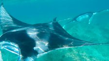Manta Ray yn y Maldives - Llun gan Gwilym Roberts o Lanberis.