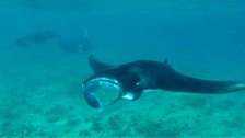 Manta Ray yn y Maldives - Llun gan Gwilym Roberts o Lanberis.