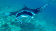 Manta Ray yn y Maldives - Llun gan Gwilym Roberts o Lanberis.