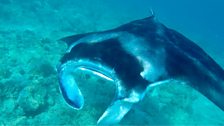 Manta Ray yn y Maldives - Llun gan Gwilym Roberts o Lanberis.